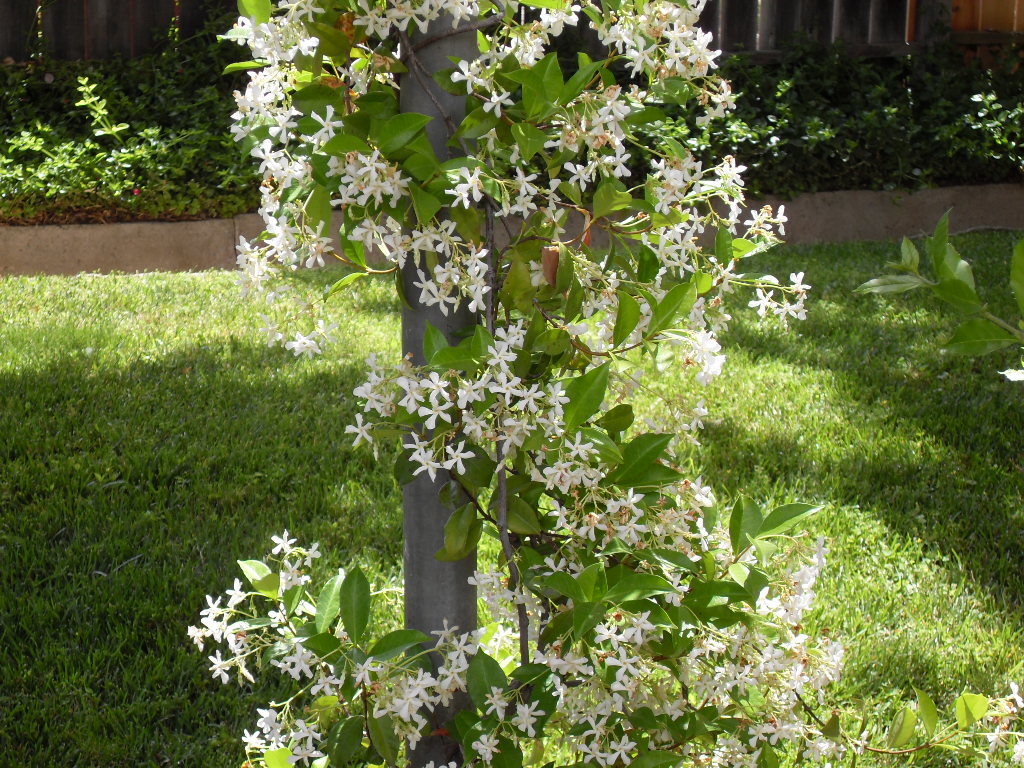 My Jasmine plant in bloom